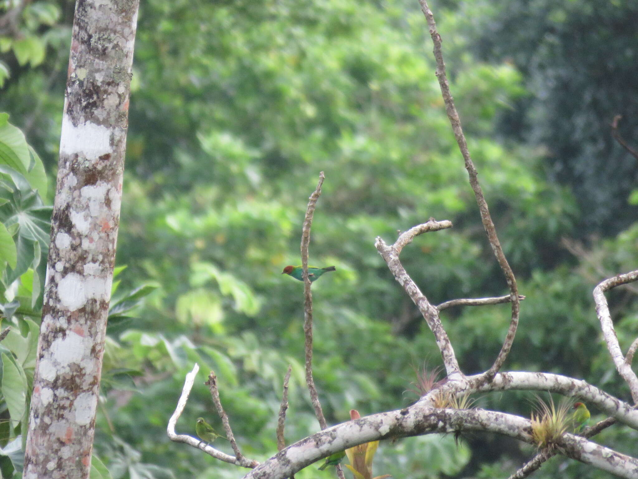 Image of Bay-headed Tanager