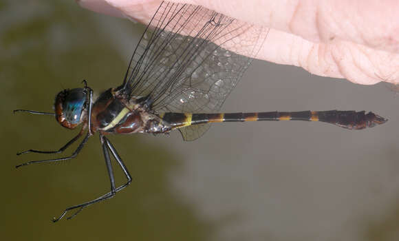 Image of Macromia cincta Rambur 1842