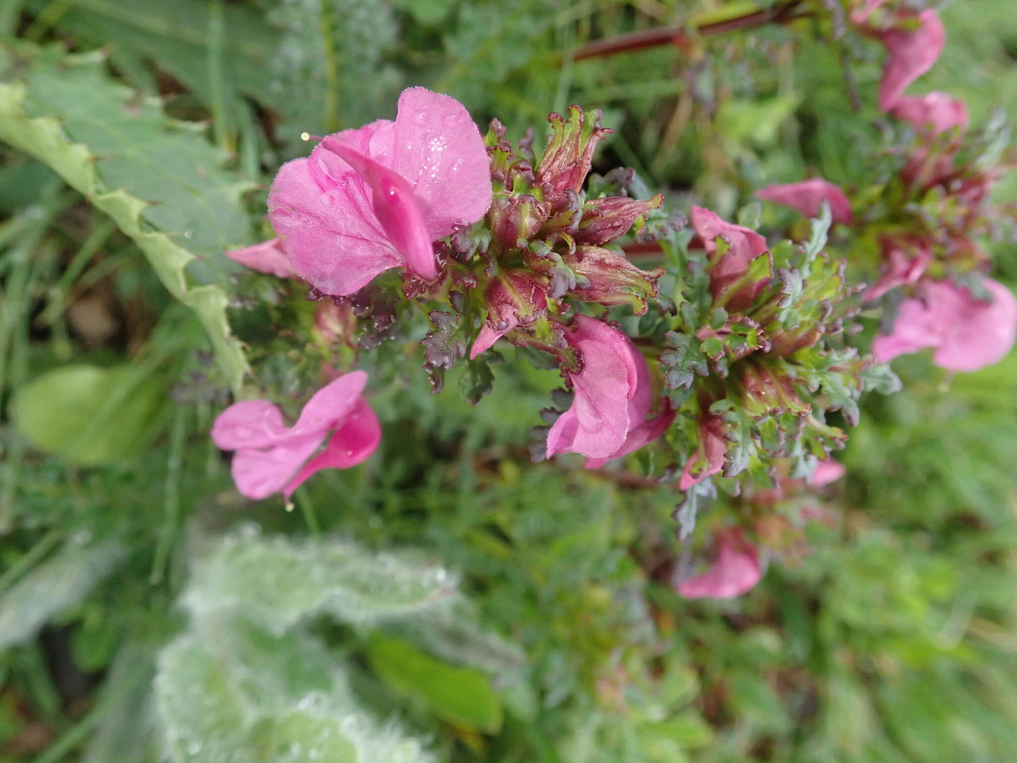 Imagem de Pedicularis rostratocapitata Crantz