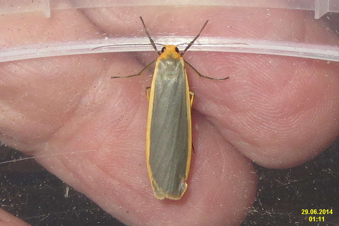 Image of common footman