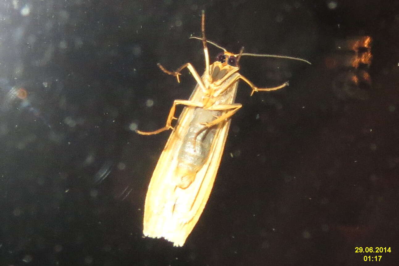 Image of common footman