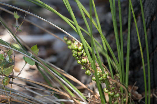 Image of Lomandra micrantha (Endl.) Ewart