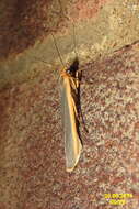 Image of common footman