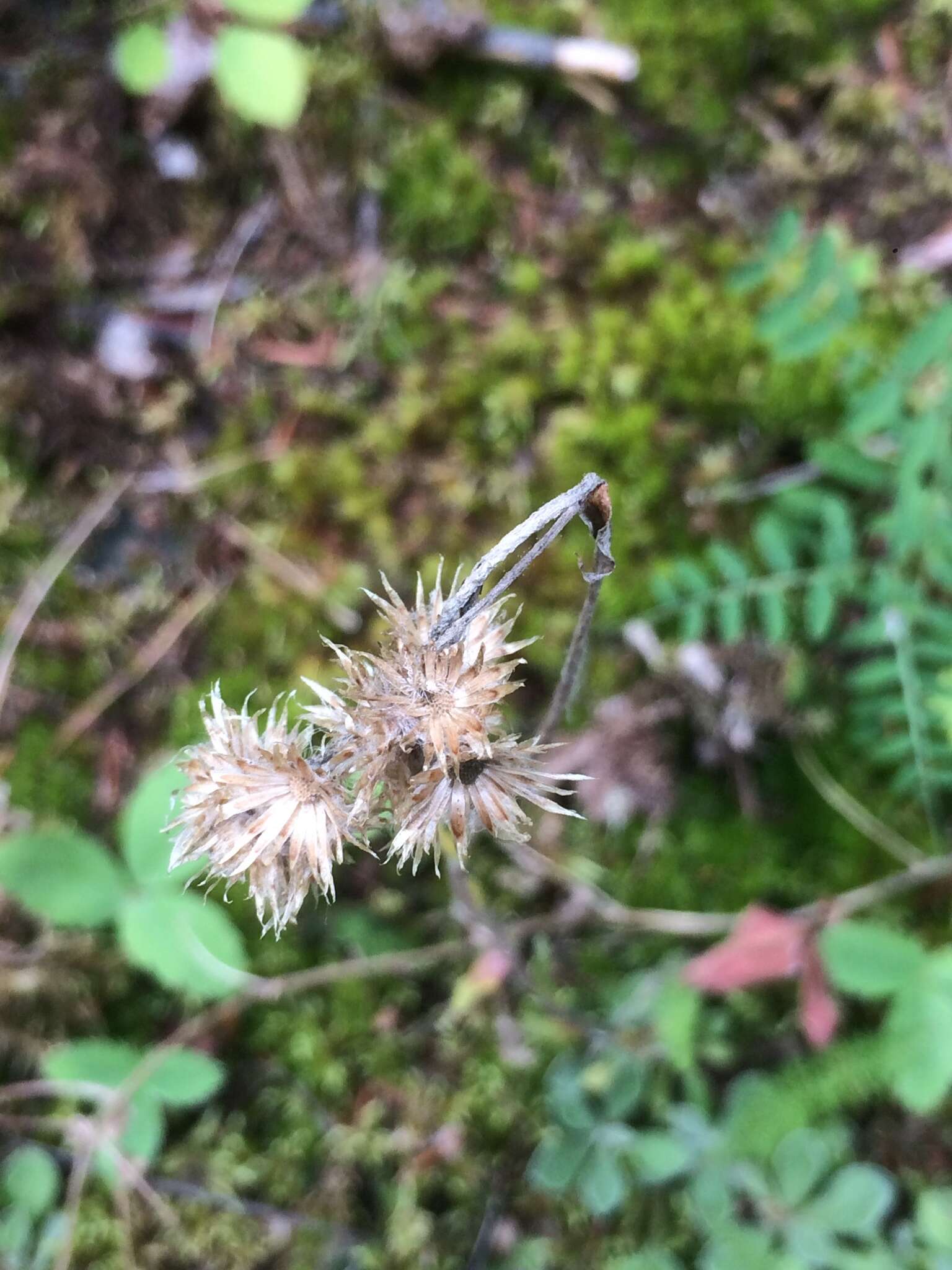 Imagem de Antennaria howellii subsp. neodioica (Greene) R. J. Bayer