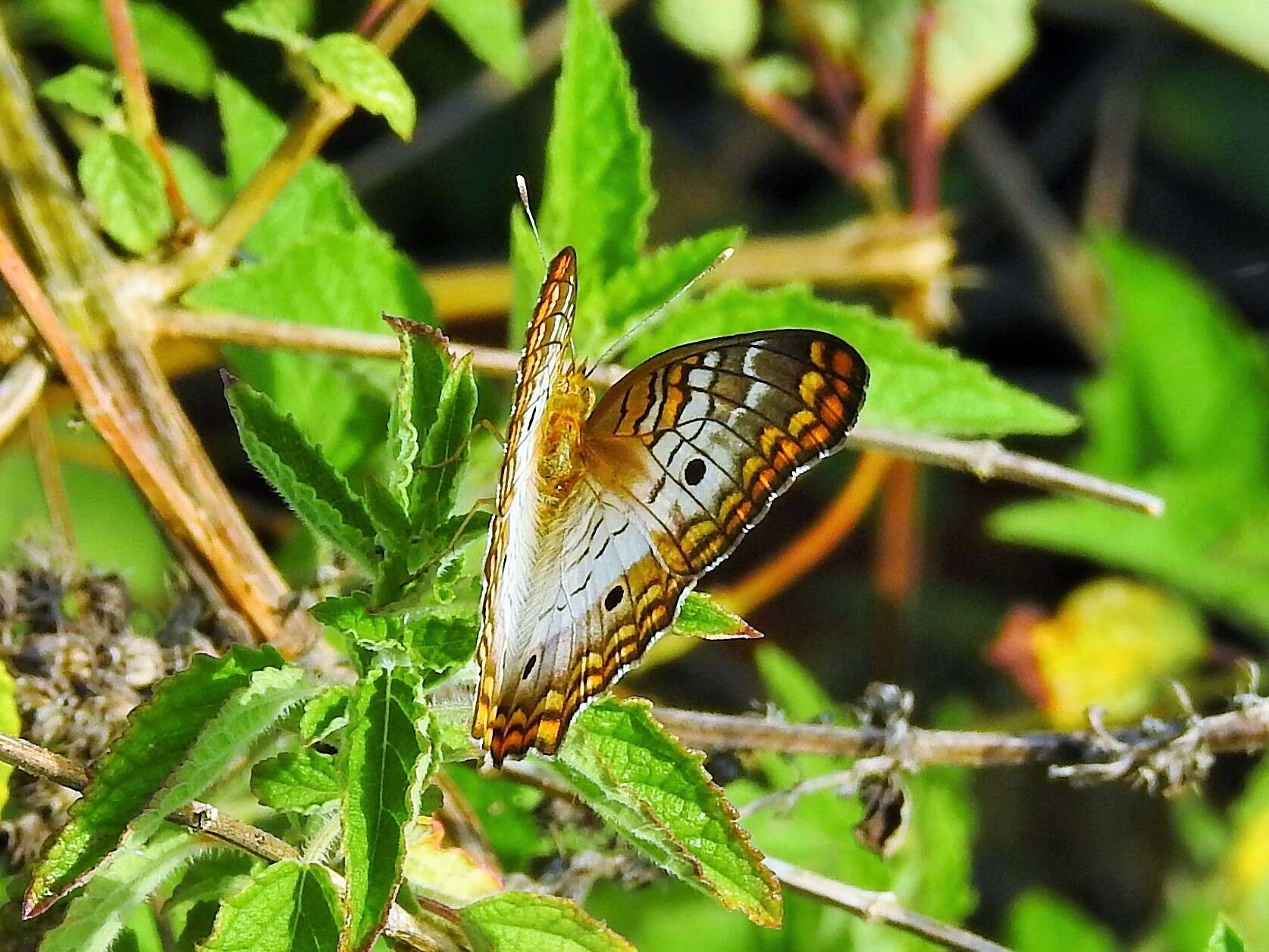 Image of Anartia jatrophae guantanamo Munroe 1942