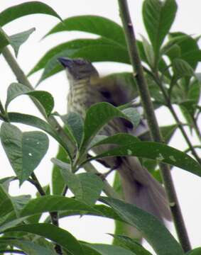 Image of Streaked Saltator