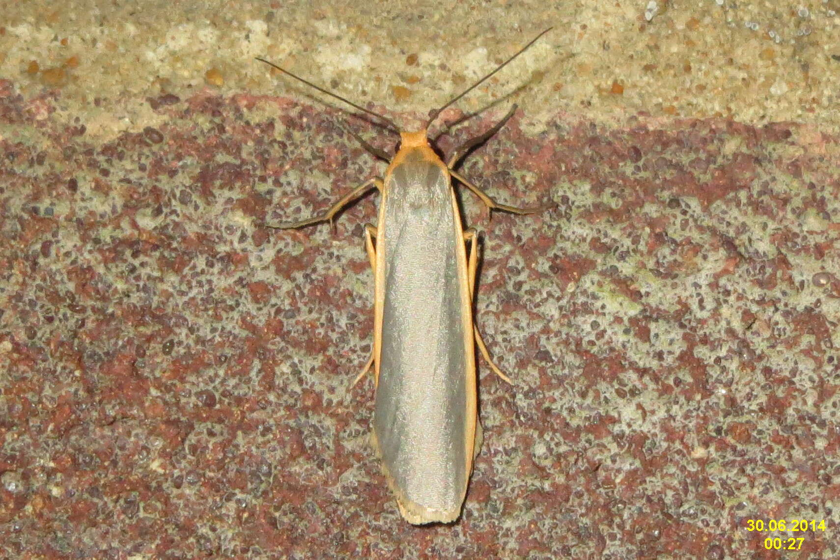 Image of common footman