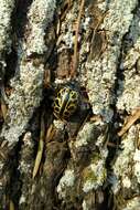 Calligrapha polyspila (Germar 1821)的圖片