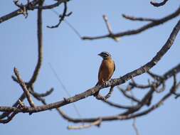 صورة Emberiza goslingi (Alexander 1906)