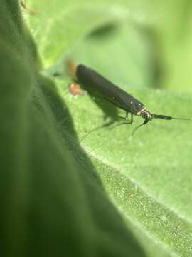 Image of Coleophora mayrella