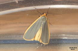 Image of common footman