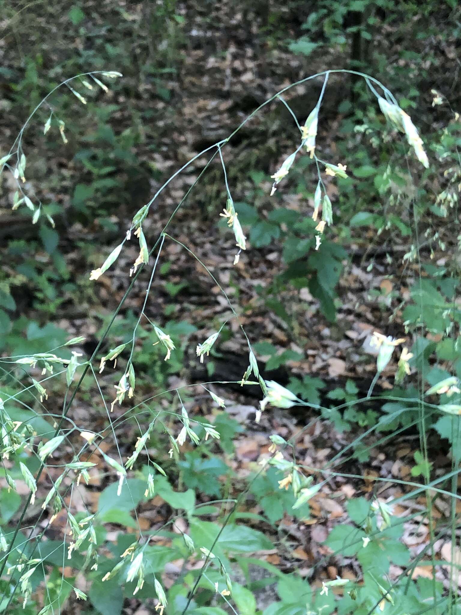 Image of Texas fescue