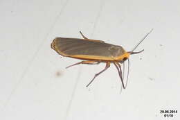 Image of common footman