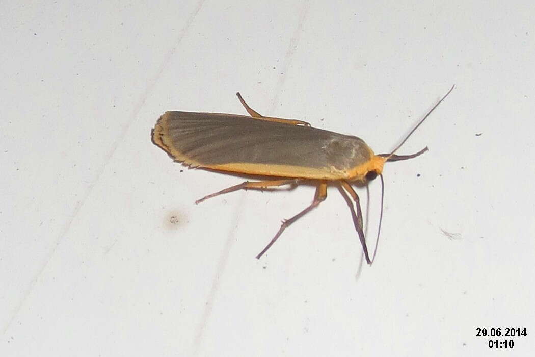 Image of common footman