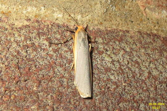 Image of common footman