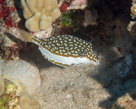 Image of Whitesided boxfish