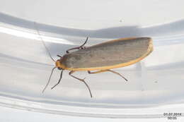 Image of common footman