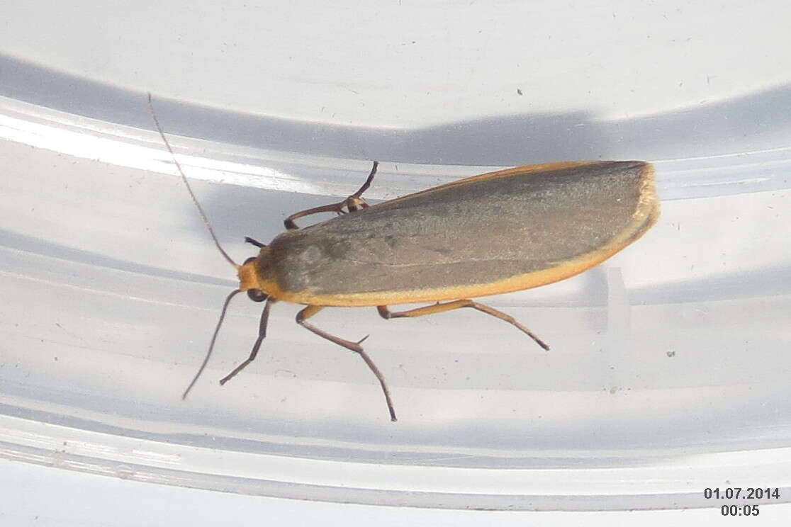 Image of common footman