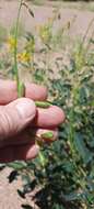 Imagem de Crotalaria eremaea F. Muell.