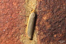 Image of common footman