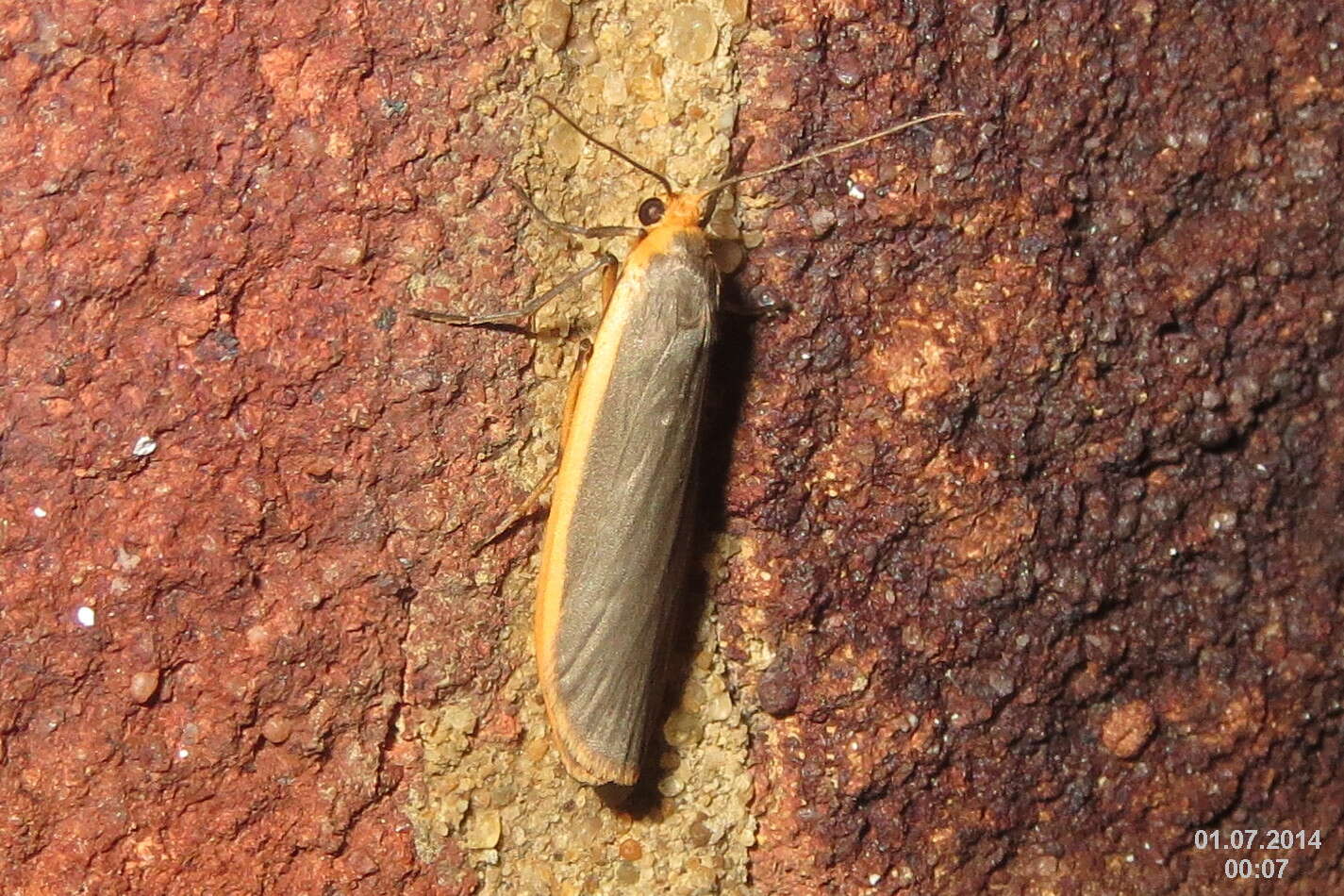 Image of common footman