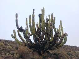 Corryocactus brevistylus (K. Schum. ex Vaupel) Britton & Rose resmi