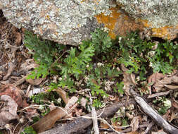 Image of Selaginella convoluta (Arn.) Spring