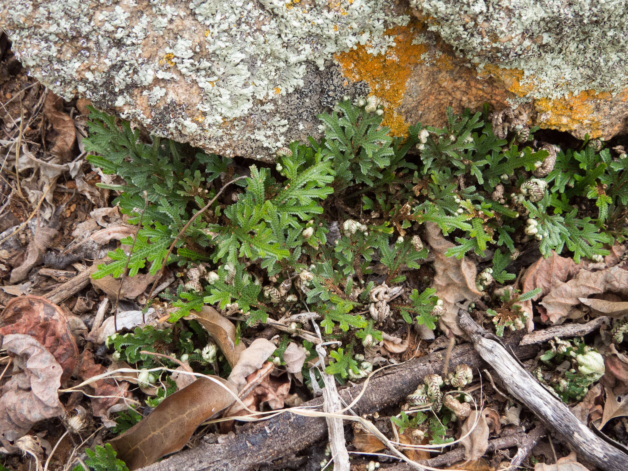 Selaginella convoluta (Arn.) Spring的图像