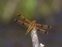 Image of Painted Skimmer