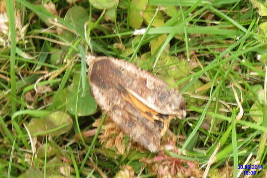 Image of Large Yellow Underwing