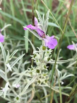 Imagem de Stachys rugosa Aiton