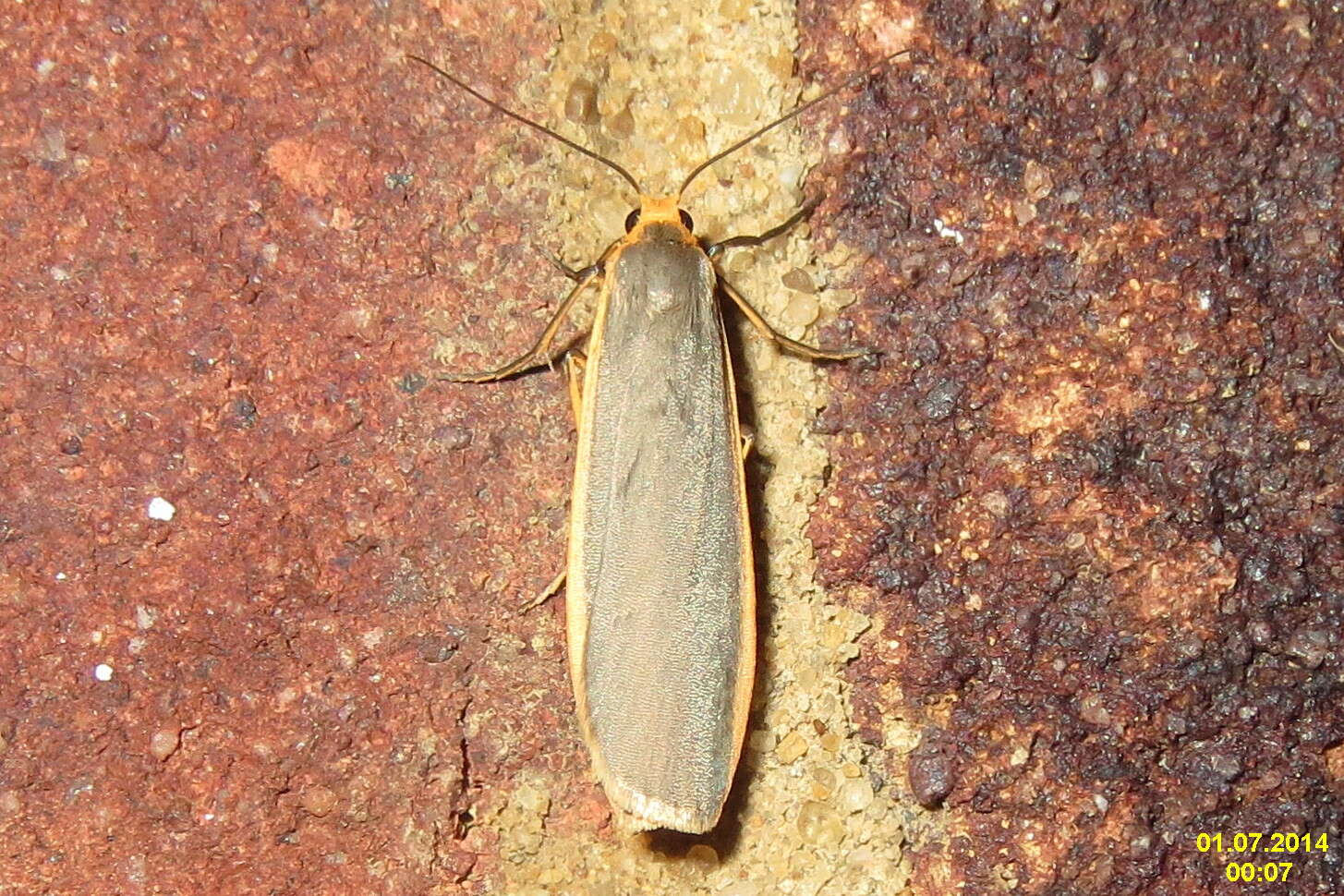 Image of common footman