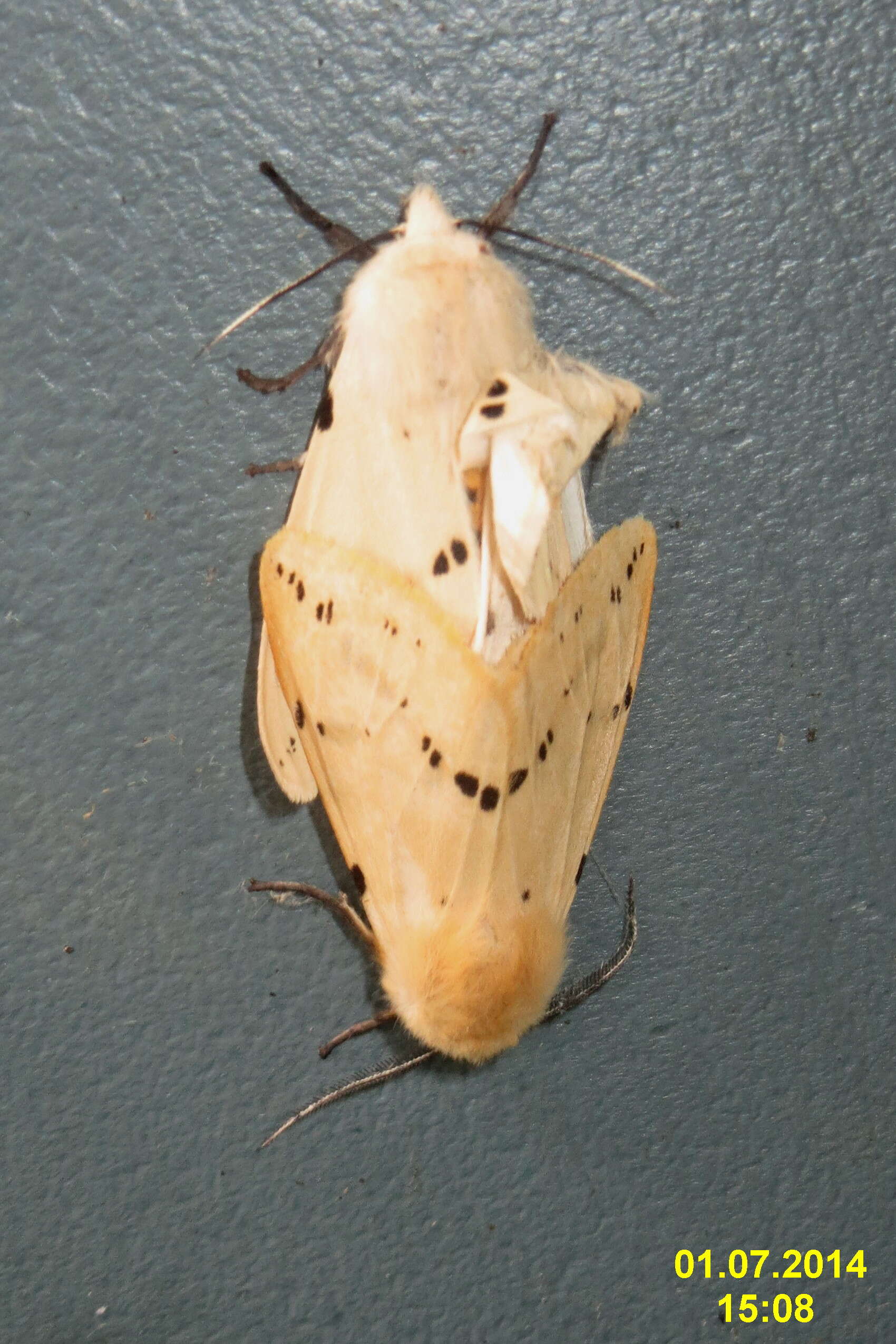 Spilosoma lutea Hüfnagel 1766 resmi