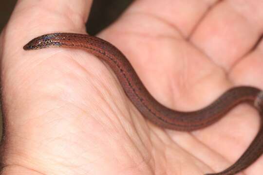 Image of Common rough-sided snake