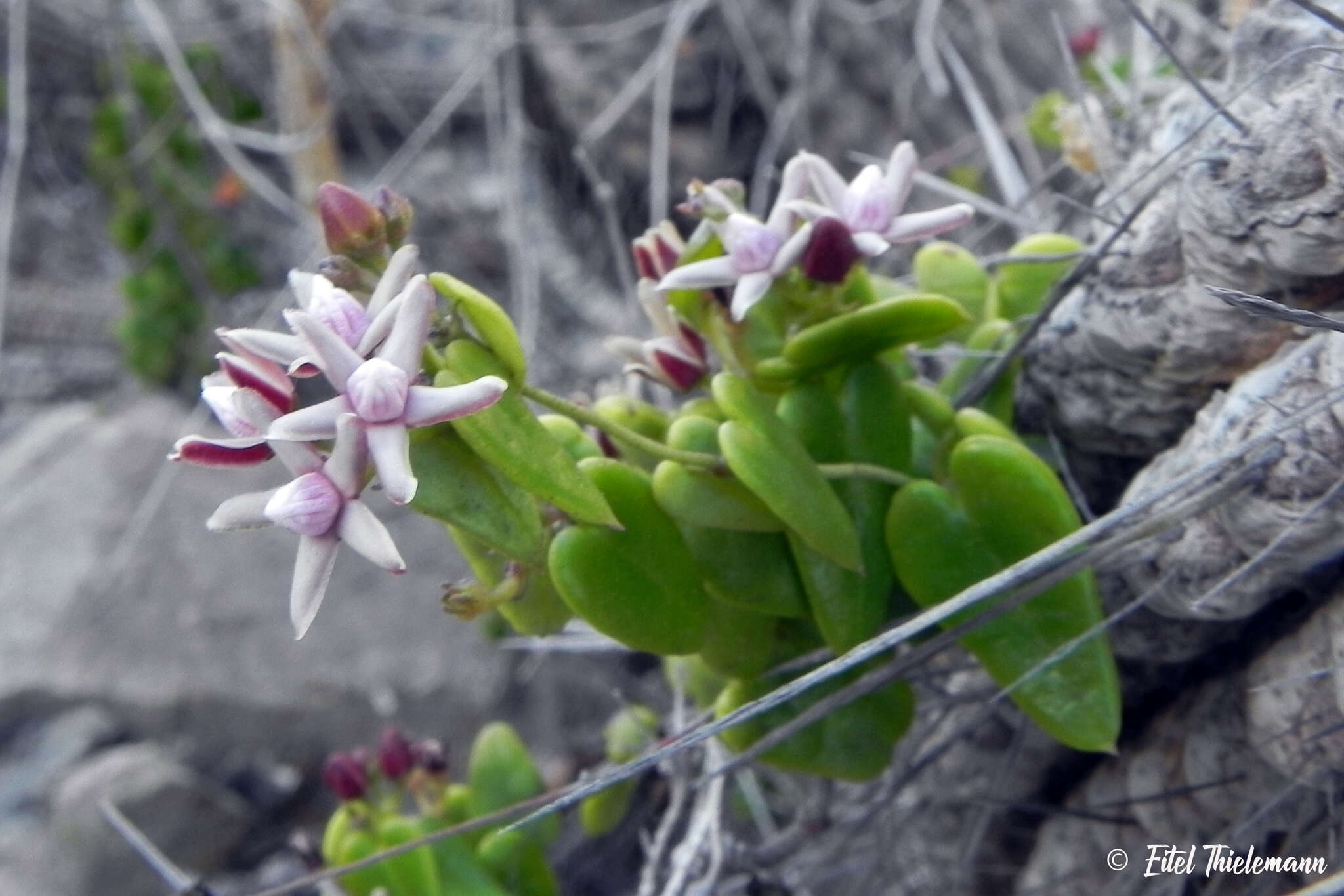 Image of Diplolepis boerhaviifolia (Hook. & Arn.) Liede & Rapini