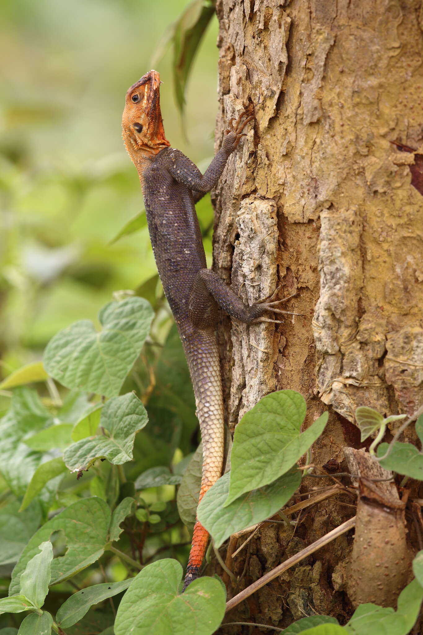 Sivun Agama agama (Linnaeus 1758) kuva