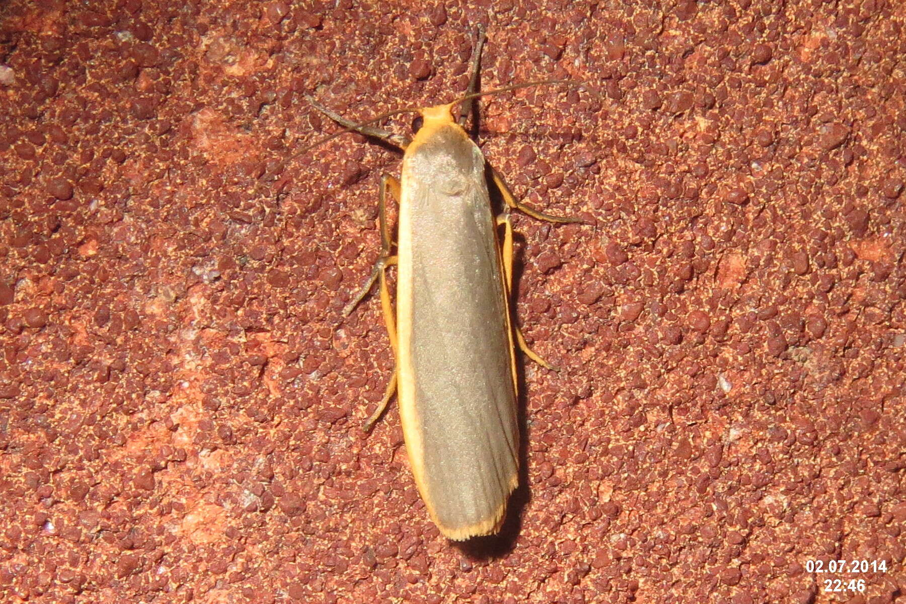 Image of common footman