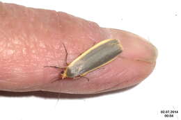 Image of common footman