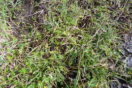 Image of Ranunculus glabrifolius Hook.