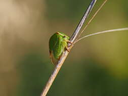 Image of Buffalo treehopper