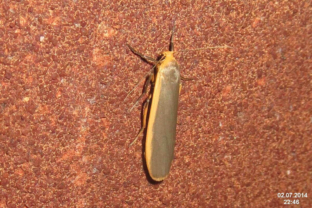 Image of common footman