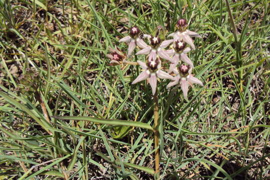 Plancia ëd Asclepias gibba var. gibba