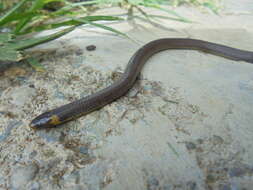 Image of Lehmann's Ground Snake