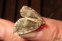 Image of Hydriomena furculoides Barnes & McDunnough 1917