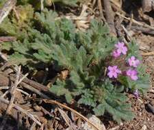 Imagem de Glandularia pumila (Rydb.) Umber