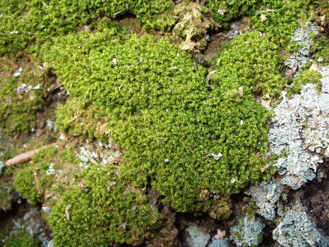 Image of montane dicranum moss