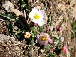 Слика од Ranunculus acetosellifolius Boiss.