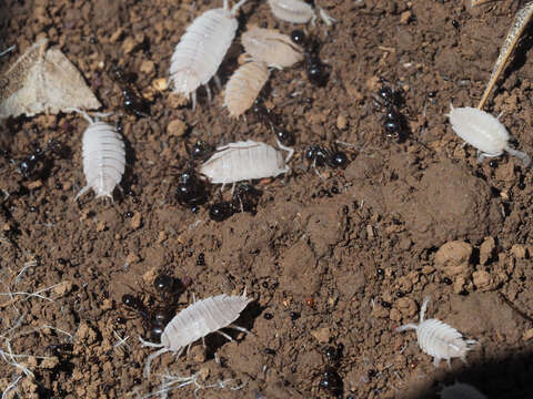 Image of Porcellionides myrmecophilus (Stein 1859)