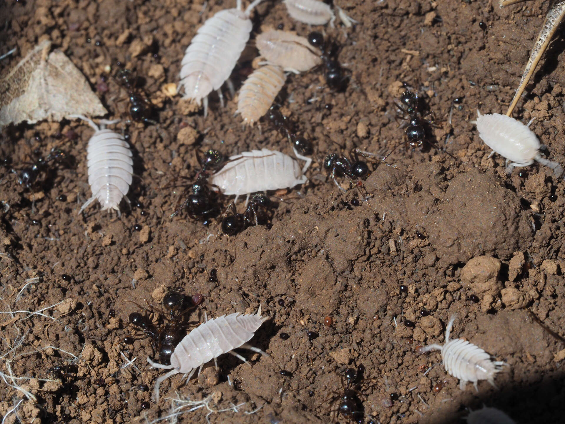 Image of Porcellionides myrmecophilus (Stein 1859)