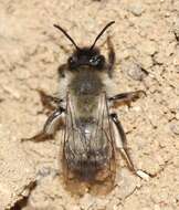 Andrena nycthemera Imhoff 1868 resmi